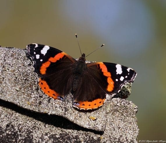 Indian Red Admiral