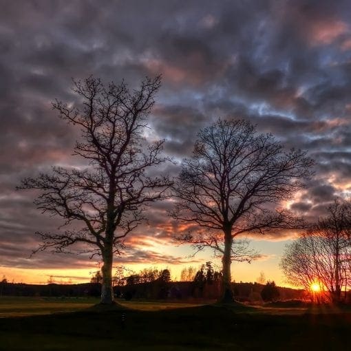 Tree in Sunset