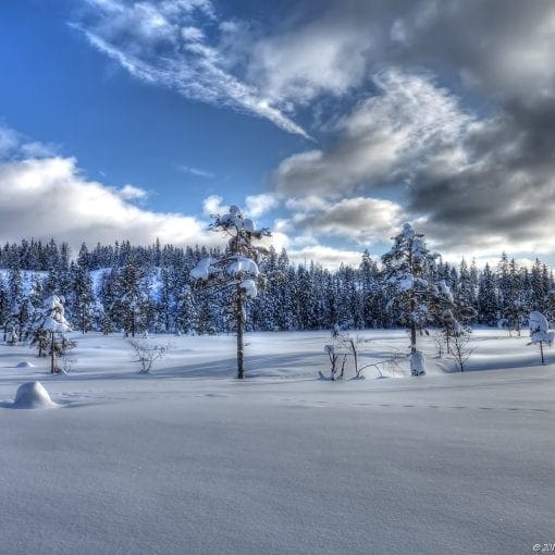 Merkdammen Vinter #4