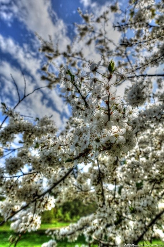 Spring fruit tree
