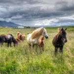 Horses of Iceland