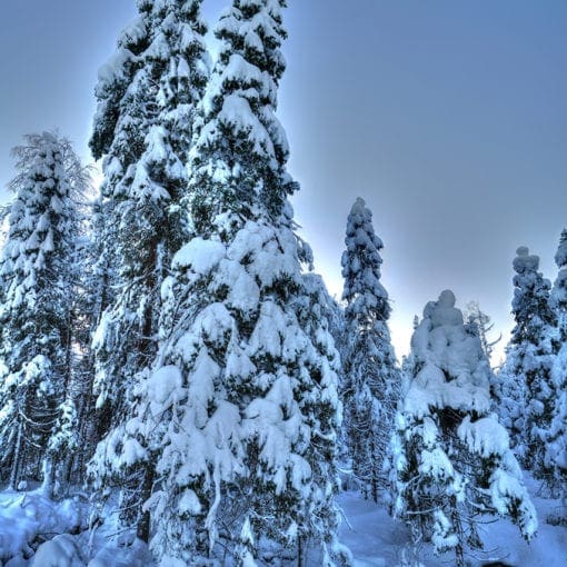 Loaded of snow