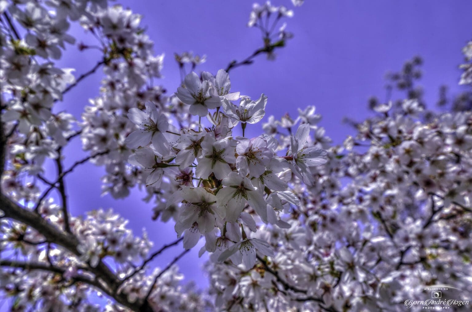 Hamburg spring Cherry april 2022