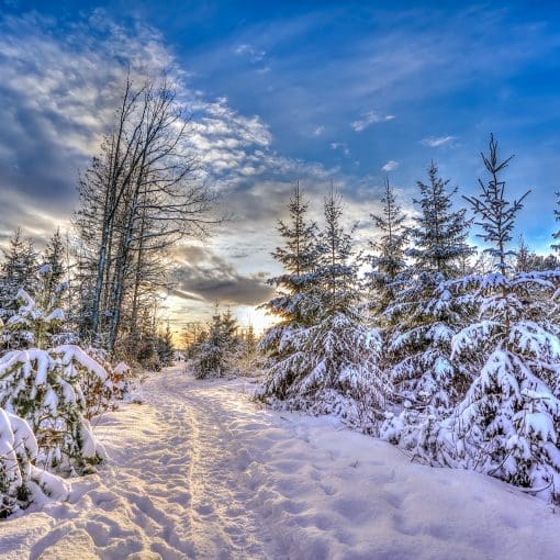 Winter_Forest_Dec26_2023-#4